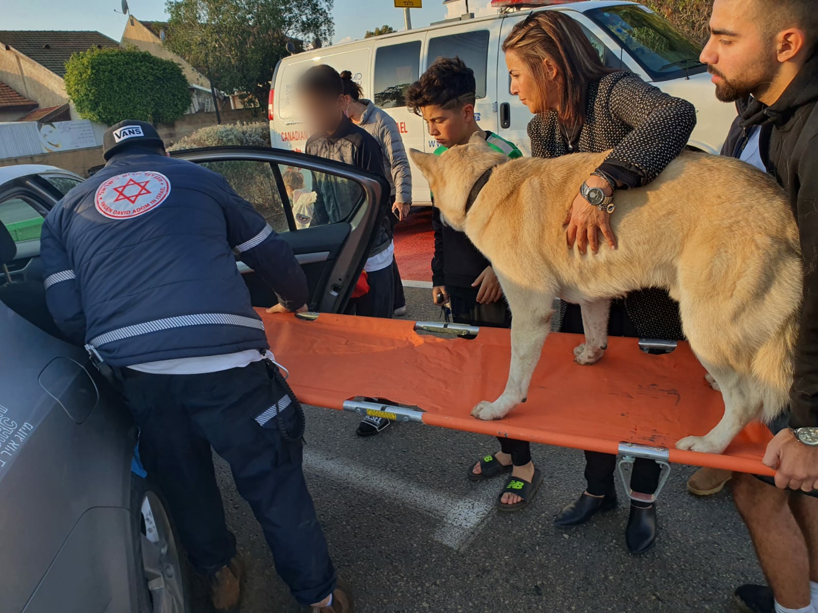 A Japanese Akita Dog was Hit by a Car and Brought Himself to the MDA Station in Gan Yavne