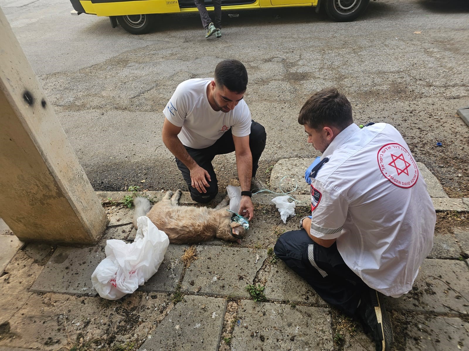 צוות מד"א הציל חתול שחולץ מדירה שנשרפה ביפו